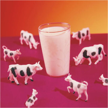 Milk and Cows