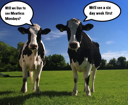 grazing cows discuss meatless mondays