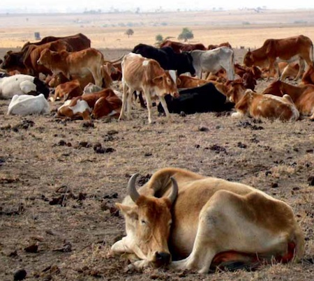 Draught Will Lead to Vegetarianism Draught Will Lead to Vegetarianism