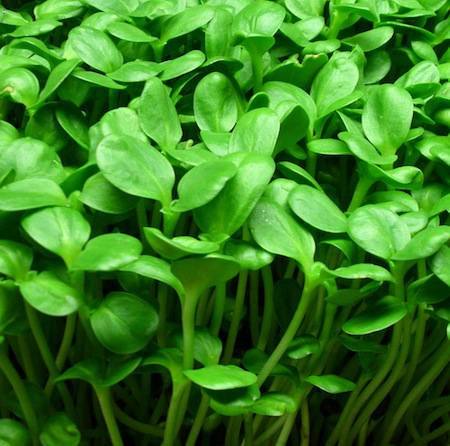 sunflower seed sprouts sunflower seed sprouts