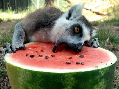Watermelon Crazy Animal Watermelon Crazy Animal