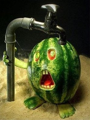 Watermelon Needs Water Watermelon Needs Water