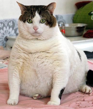 Fat Cat Obese Cat