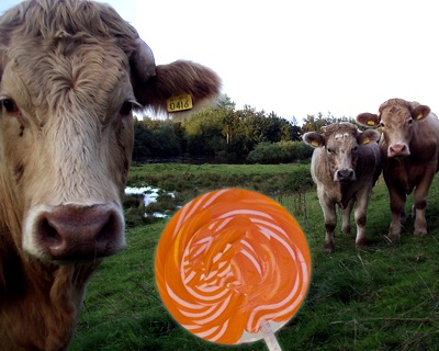 Cows eating candy Cows eating candy
