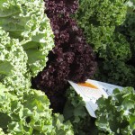 Learn to Love Kale!  3 Simple Steps