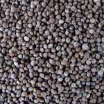 New Superfood? Perilla Seeds Make Chia Look Puny In Comparison