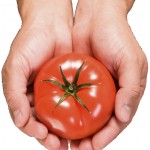Tomato Products - Preserved and Precious