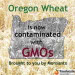 Three Concerns Rising From Oregon's GMO Wheat 
