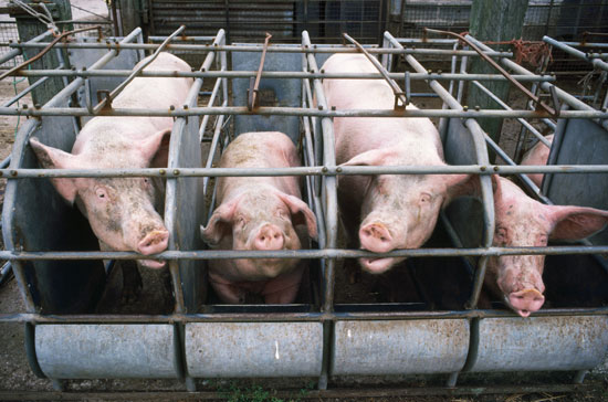 Hogs in a CAFO Hogs in a CAFO