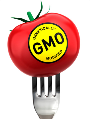 gmo tomato fork