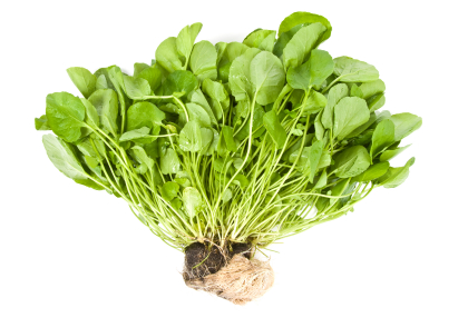 watercress watercress