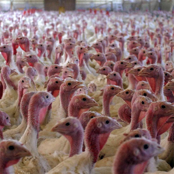 turkey factory turkey factory