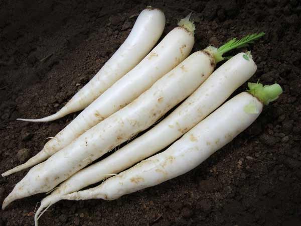 daikon daikon